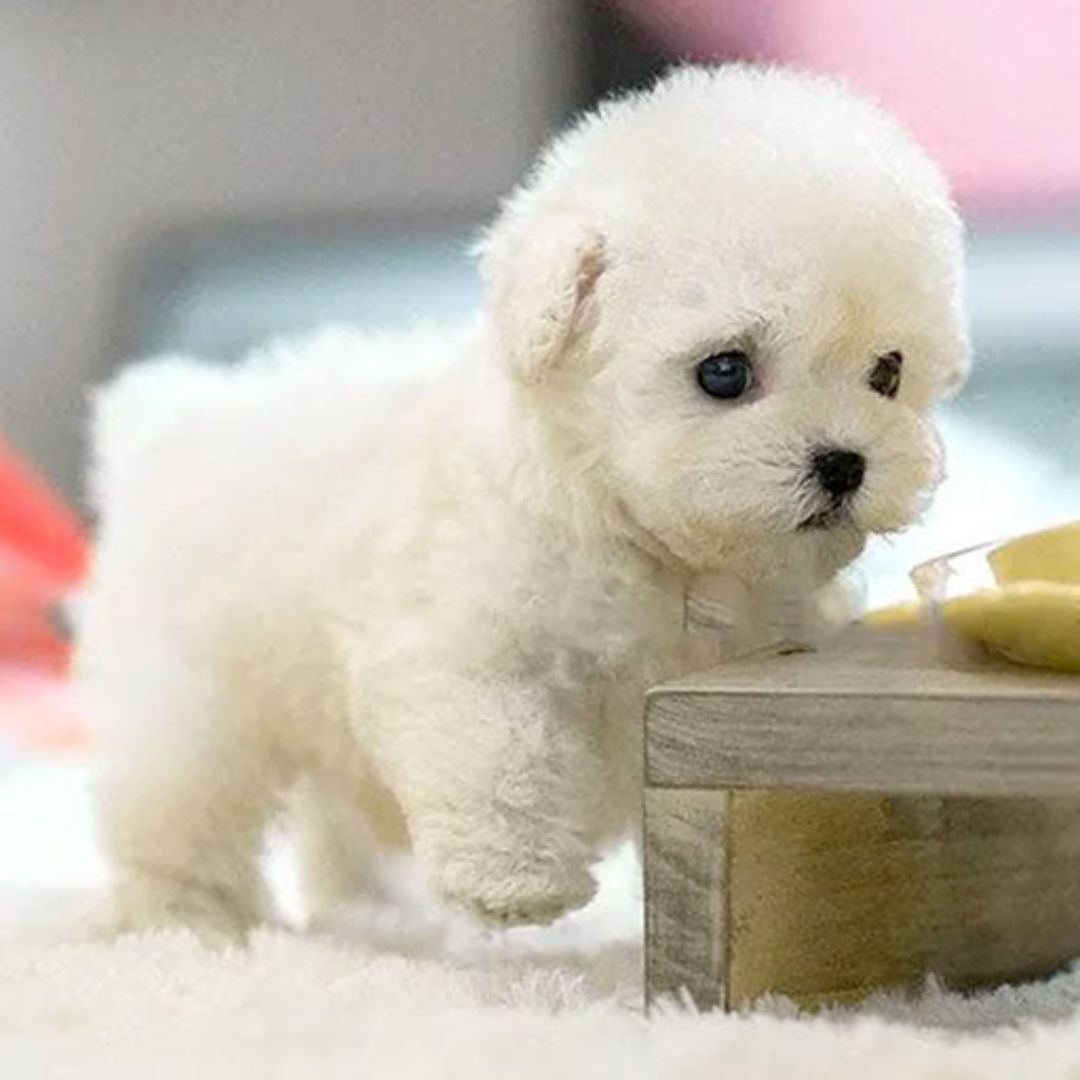 Real Puppy - Realistischer Roboter Welpe