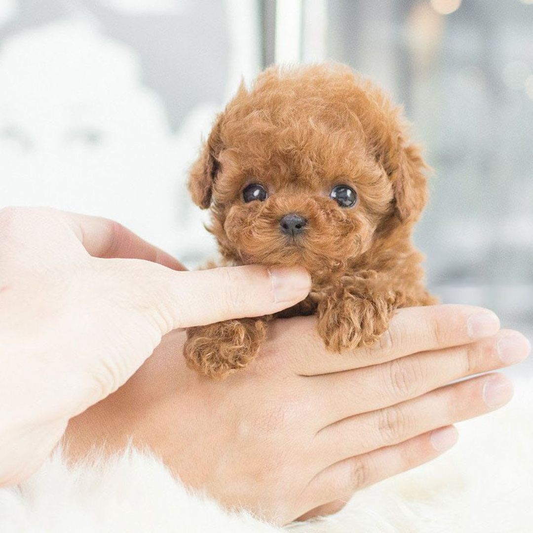 Real Puppy - Realistischer Roboter Welpe